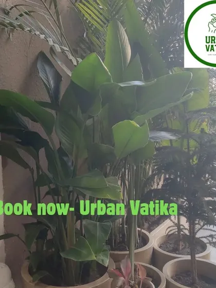 Here is an example of an indoor garden setup, bringing the freshness of nature inside. I selected a variety of plants with different leaf shapes and sizes to create a vibrant, layered look in this corner.
