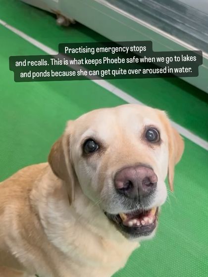 Confident Dogs - Canine Behavior Modification Life Skills, Taught Through Play photo 17