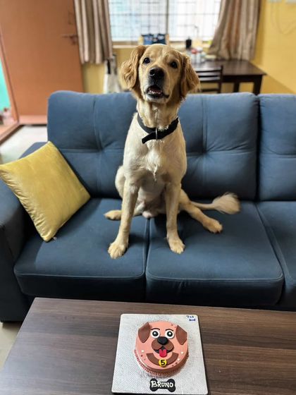 A happy Golden Retriever sitting patiently before his Peanut Butter Buddy cake. These cakes are a hit for birthdays and gotcha-day celebrations.