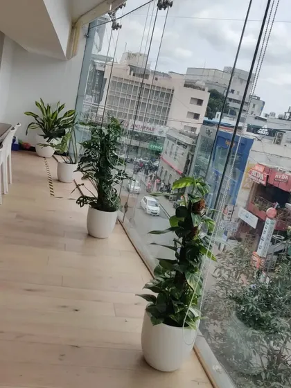 A row of assorted indoor plants, including a Monstera, lines the window of this office, creating a refreshing green barrier and improving the view for employees.