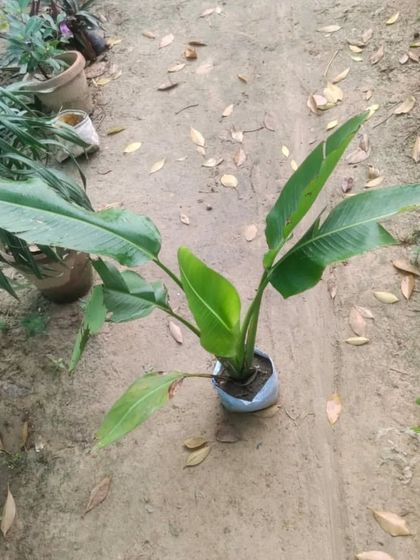 A young Bird of Paradise plant. Even at a smaller size, its leaves have a beautiful shape.