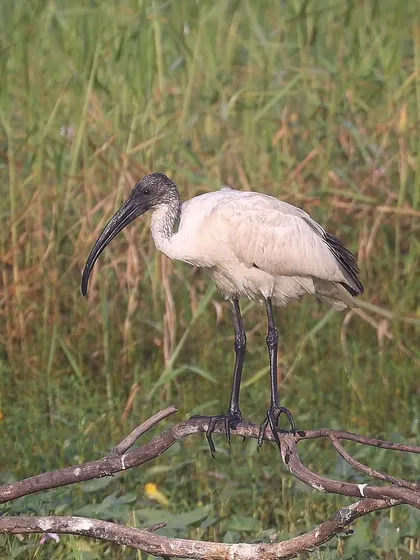 A Black-headed Ibis perched on a branch. This resident bird is commonly seen across India and parts of Southeast Asia, often foraging in wetlands and agricultural fields.