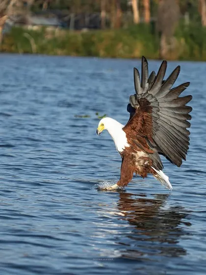 The alpha of the skies. Capturing an African Fish Eagle in action is a thrilling experience. This image freezes that moment of power, precision, and grace.
