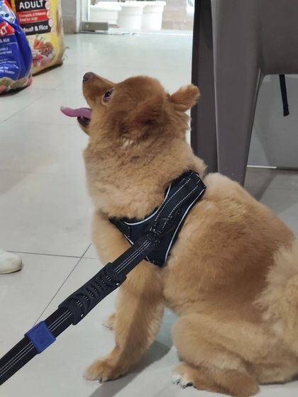 Meet Peanut, a cheerful Pomeranian, looking up with his tongue out after his grooming. His happy expression is our biggest reward.