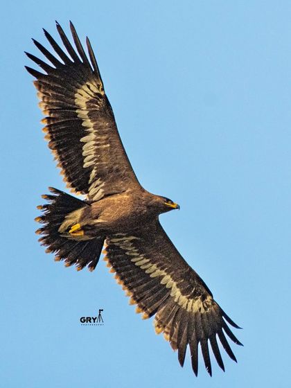 The impressive wingspan of a Steppe Eagle, a migratory raptor I photographed during its winter visit to India. These flight shots are available for editorial licensing.