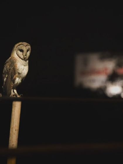 A Barn Owl perched on a vendor's stall in a HUDA market. These encounters show just how integrated they are into our daily lives, often unnoticed.