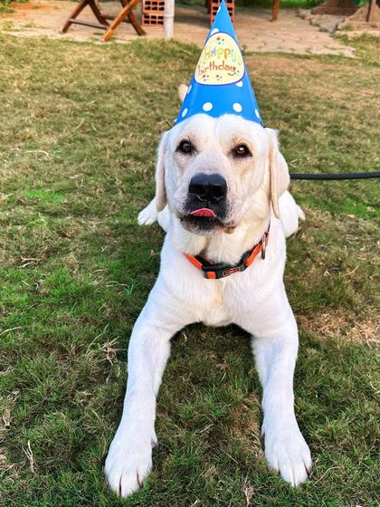 Poochkoo Mutts & Nutts - Dog-Friendly Cafe & Events Parties & Events at the Ranch photo 9