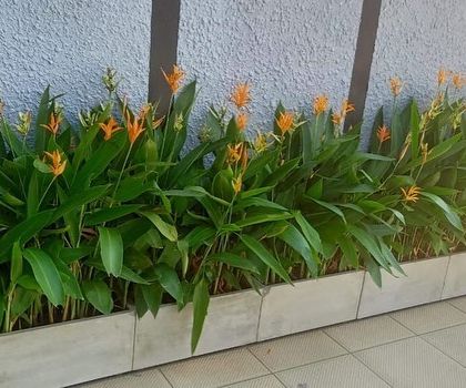 Rakshith Landscaping - Landscape Design & Installation Plant & Tree Supply photo 10