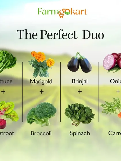 This graphic shows some perfect pairs for companion planting. Growing certain plants together, like marigolds with broccoli or spinach with carrots, can naturally deter pests and improve soil health.
