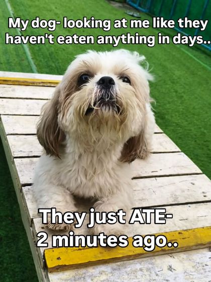 The "I haven't eaten in days" look, just two minutes after they finished their meal. Those puppy eyes are the ultimate blackmail.