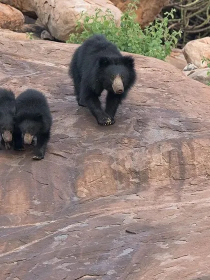 A mother Sloth Bear leads her two small cubs down a rocky slope, a rare and heartwarming sighting.