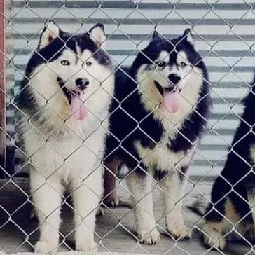 Two of our Huskies hanging out together. While they have private spaces, we also allow bonded pairs or friends to socialize in larger shared areas.