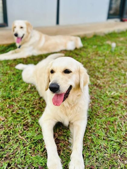 The Pawsome Camp - Dog Daycare & Boarding Our Pack: Portraits from the Camp photo 49