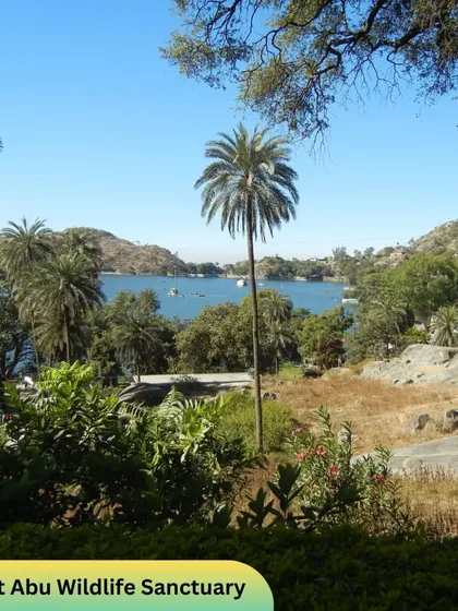 The lush landscape of Mount Abu Wildlife Sanctuary as seen on our Aravalli trails caravan trip. The view overlooks the lake, showcasing the beautiful scenery you can explore.