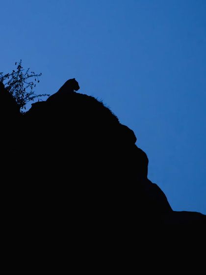 Locals call them 'Janawar'. This silhouette captures the mysterious essence of a leopard against the twilight sky as it begins its nocturnal hunt.
