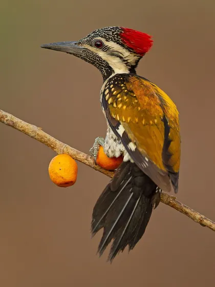 A Lesser Goldenback with a small fruit, showing that their diet is not limited to insects. The orange fruit adds a lovely pop of color.