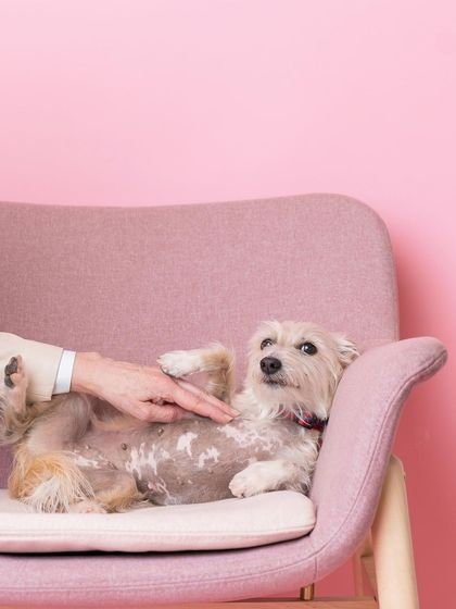 Rohit - Commercial Pet Product Photography Event & Collaboration Photo Booths photo 7