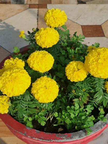 Bhardwaj - Urban Gardening Consultation A Riot of Colorful Flowers photo 63