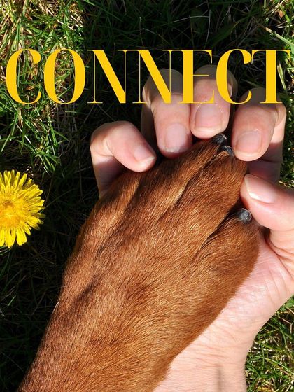 Connect with your pet in a new, creative way. Hold their paw and make some art together.