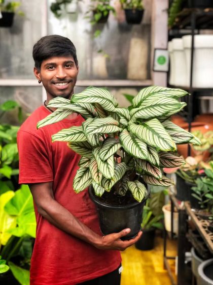 Colorful & Exotic Foliage photo 5