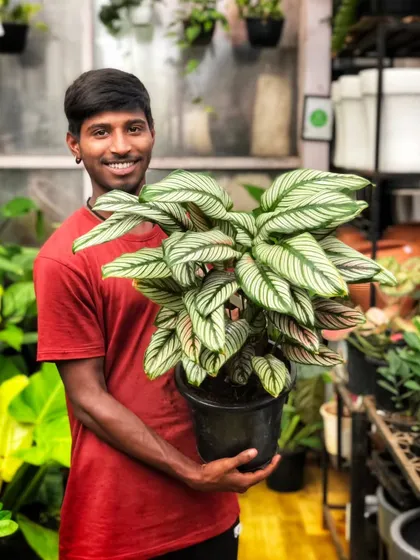 Weekends are for plant shopping! One of our cheerful team members holding up a beautiful Calathea, ready to find its forever home. We love seeing our team’s passion for plants shine through.