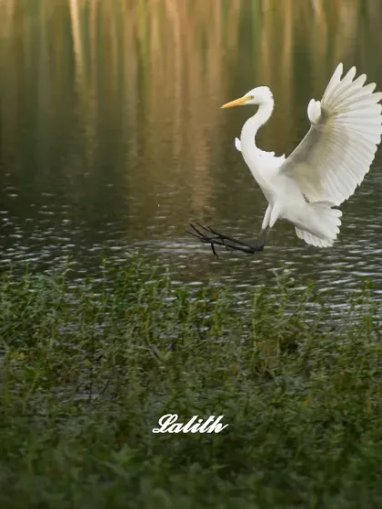 The pure grace of a Great Egret as it comes in for a landing. Capturing birds in flight requires quick reflexes and an understanding of their movement, resulting in elegant action shots like this.