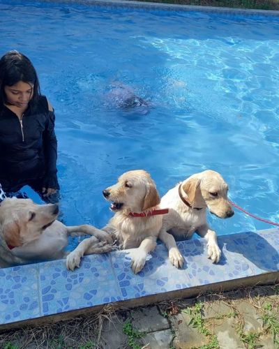 Pet Boarding