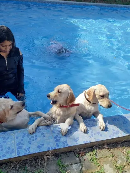 A pet parent guides her three Labradors during their swim session. Having family in the water provides comfort and encouragement, turning a simple swim into a shared activity.