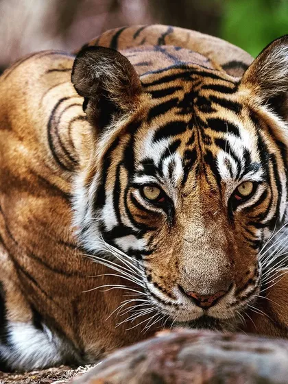 A low-angle shot that makes you feel like you are right there with the tiger. We often use beanbags on the jeep floor to achieve these dramatic perspectives.