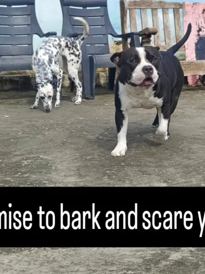 I promise to bark and scare you. He's all bark and no bite, a real sweetheart.