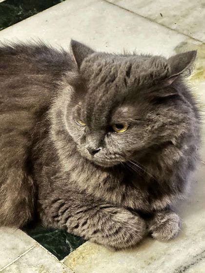 A close-up of Noor's beautiful, fluffy grey coat and expressive eyes. She is a gentle soul looking for a peaceful home.