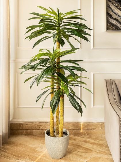 Here is the tall dracaena plant shown inside one of my textured ceramic planters. This pairing elevates the plant, turning it into a complete and stylish decor element for your home.