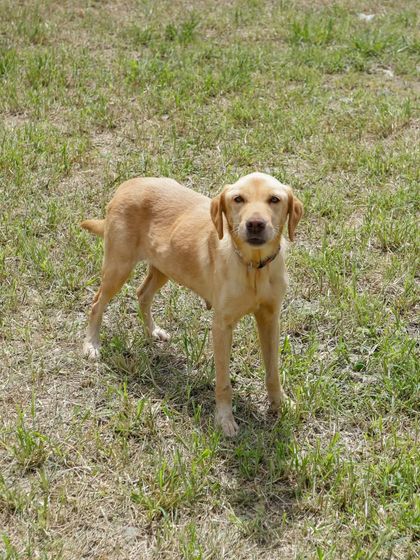 Zara standing in a field, looking a bit thin but full of hope.