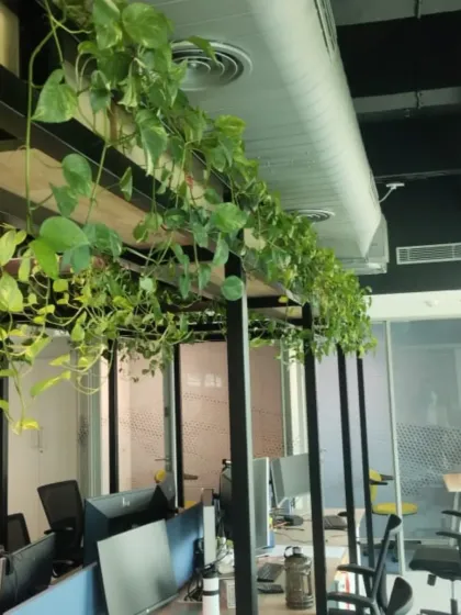 We integrate greenery seamlessly into your existing office architecture. Here, lush Pothos vines cascade from overhead shelving, creating a natural canopy that softens the workspace and enhances employee well-being without sacrificing floor space.