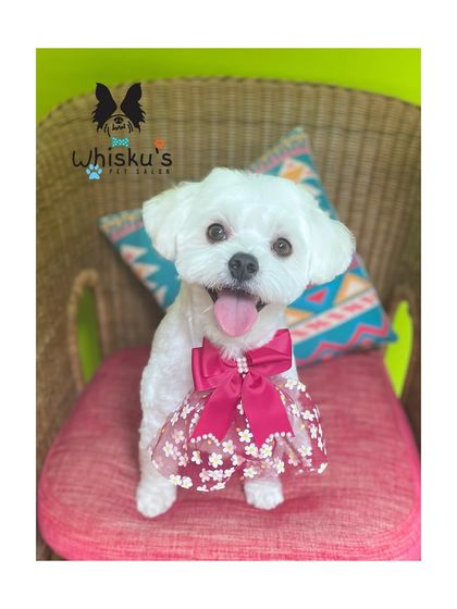 Furrybells Pet Grooming - Pet Grooming (Dogs & Cats) Breed-Specific Dog Styles photo 6