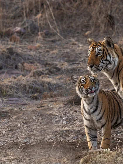 A tender moment between a tigress and her cub. The cub's playful expression as it looks up at its mother tells a story of love and learning in the wild.