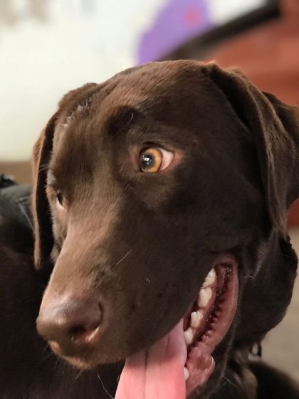 Deepthi - Dog Training & Behavior Modification Community & Group Activities photo 34