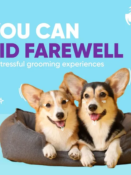 Say goodbye to the anxiety of car rides and crowded salons. These two happy corgis are relaxing because my service provides a quiet, familiar setting right outside your home, which is ideal for nervous pets.