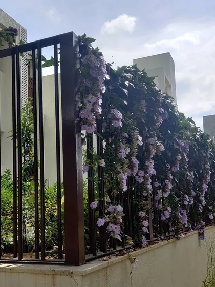 A living fence created with flowering vines. This softscaping solution provides privacy and security while adding natural beauty, with cascading purple flowers that transform a simple boundary fence into a stunning vertical garden.