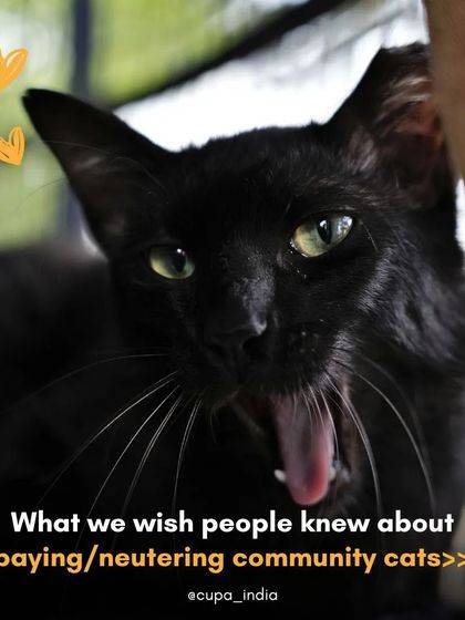 Cupa - Spay/Neuter & Animal Birth Control Our Cat Sterilization Program (TNR) photo 19