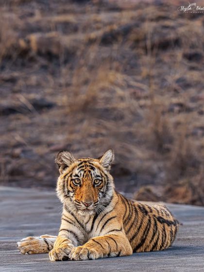 This cub of Arrowhead, captured in Ranthambore, shows how sharp eye focus can make a portrait pop. The shallow depth of field beautifully separates the cub from the background.