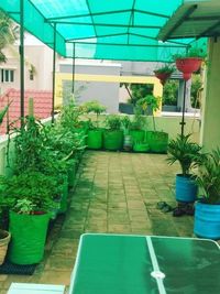 Terrace & Balcony Garden Setup