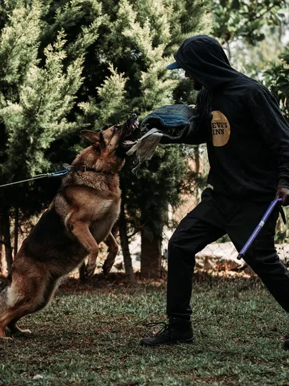 For certain breeds, I offer advanced protection training. This is Eva, a German Shepherd, practicing controlled bite work with full safety gear. It's about channeling a dog's natural instincts into focused, disciplined skill.