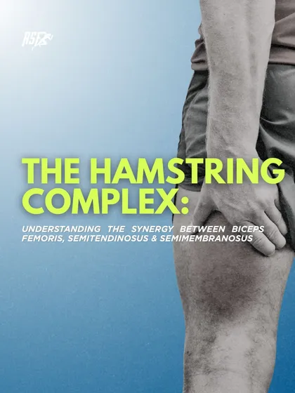 Understanding the synergy between the three hamstring muscles is the first step to building a resilient posterior chain and preventing common strains.