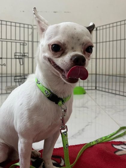 Teddy the Chihuahua came to us for day care and was not comfortable around other dogs. We gave him his own private room with a dedicated handler to ensure he felt safe and secure throughout his stay.