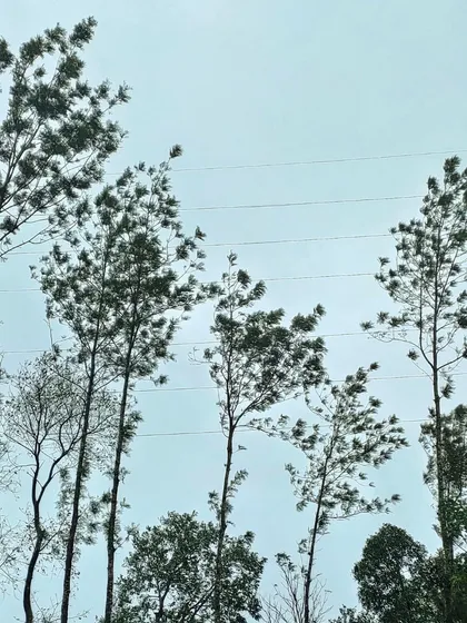 Tall, slender trees reaching for the sky on a cloudy day in Coorg. The monsoon season adds a dramatic touch to the landscape.