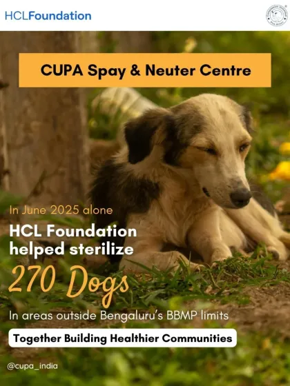 Cupa - Spay/Neuter & Animal Birth Control Our Dog Sterilization Program photo 9