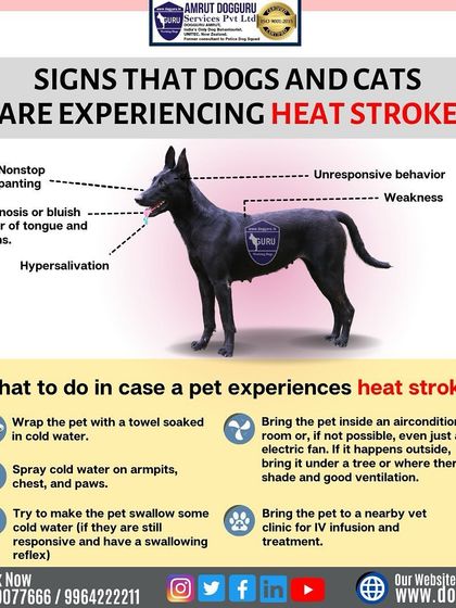 Dog Guru - Dog Behavior & Owner Consultation Dog Guru's Q&A: Your Questions Answered photo 26