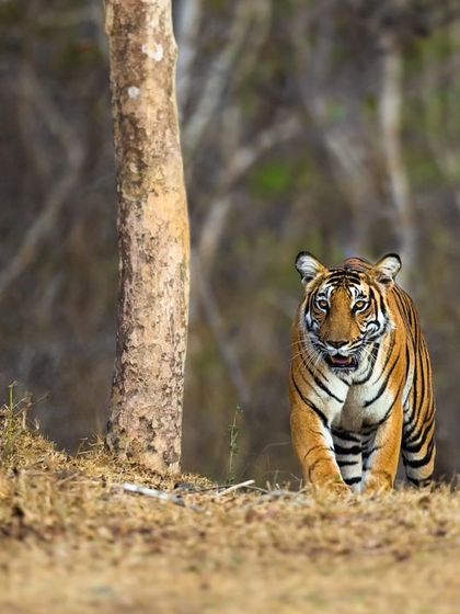 A hopeful sight for the future of tigers. This is the Magge female from Kabini with her young cub, a testament to successful conservation efforts in the Nagarahole Tiger Reserve.
