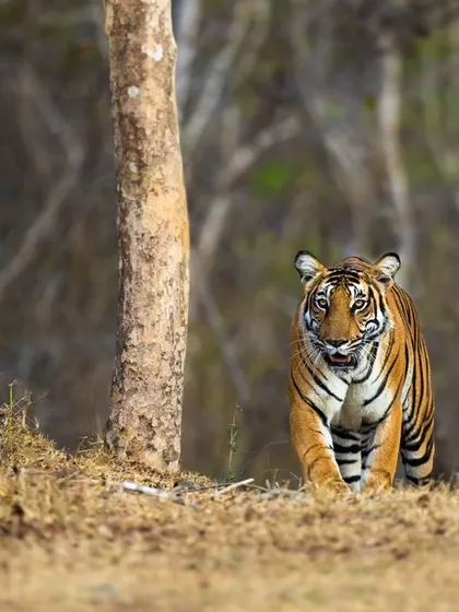 A hopeful sight for the future of tigers. This is the Magge female from Kabini with her young cub, a testament to successful conservation efforts in the Nagarahole Tiger Reserve.